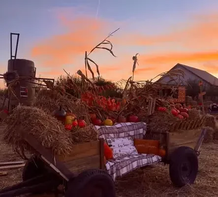 Farma Dyniowa w Tarnowskich Górach startuje już jutro