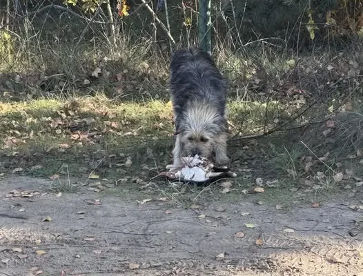 Znalazł się pies w Strąkowie – szukamy właściciela